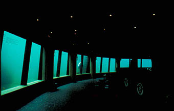 Delphin-Lagune: Unterwasser-Fenster im Restaurant